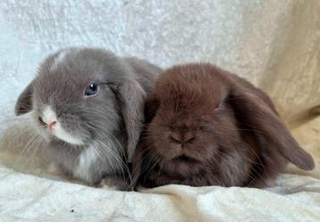 Fantastisch mooi lief handtam koppeltje Minilop konijntjes beschikbaar voor biedingen