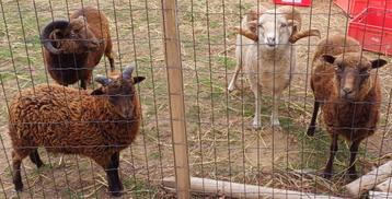 Kudde ouessant schaapjes (Moeder/Vader/2 zonen), Plusieurs animaux, Mouton, 3 à 5 ans