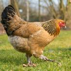 Bruine  brahma  hen, Vrouwelijk, Kip