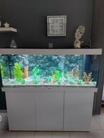 Aquarium avec les poissons, Animaux & Accessoires, Poissons | Aquariums & Accessoires, Enlèvement