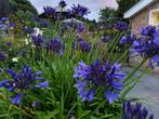 agapanthus africanus (blauw) P9 STUNTPRIJS 1,1€, Tuin en Terras, Planten | Tuinplanten, Ophalen of Verzenden