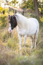 Nmprs stamboek merrie, 94cm, drachtig, grullo splash bont, Dieren en Toebehoren, Merrie, Gechipt, 3 tot 6 jaar