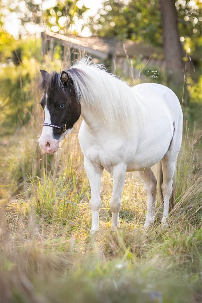 Nmprs stamboek merrie, 94cm, drachtig, grullo splash bont, Dieren en Toebehoren, Pony's, Merrie, 3 tot 6 jaar, Met stamboom, Gechipt