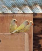 Jonge roseicollis, Dieren en Toebehoren, Vogels | Parkieten en Papegaaien, Geslacht onbekend, Dwergpapegaai of Agapornis, Tam
