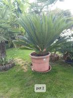 Vredespalm / Cycas Revoluta, Vaste plant, Bloeit niet, Halfschaduw, Ophalen