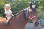 Hele mooie D merrie tevens 2 bonte, Dieren en Toebehoren, Merrie, Gechipt, Niet van toepassing, 11 jaar of ouder