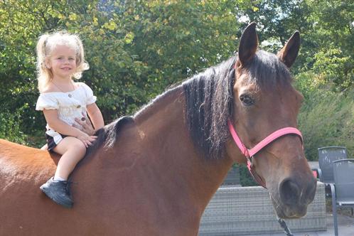 Hele mooie D merrie tevens 2 bonte, Dieren en Toebehoren, Pony's, Merrie, Niet van toepassing, D pony (1.37m tot 1.48m), Recreatiepony