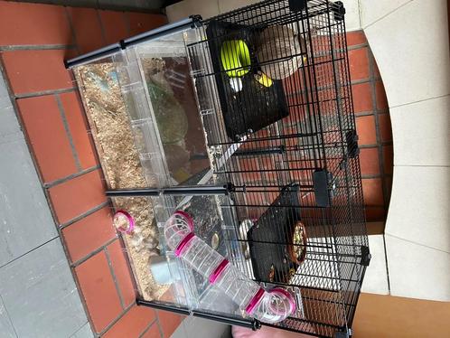 Kooi + hamster + nodige spullen te koop, Animaux & Accessoires, Rongeurs & Lapins | Cages & Clapiers, Comme neuf, Cage, 60 à 90 cm