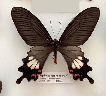 Papilio bootes, Myanmar beschikbaar voor biedingen