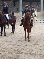 D-pony, Animaux & Accessoires, Chevaux, B, Vermifugé, Moins de 160 cm, Hongre