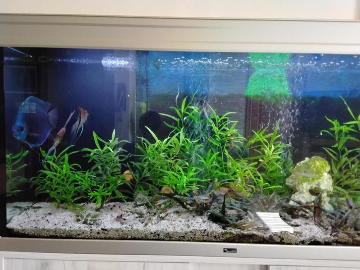 Aquarium, Dieren en Toebehoren, Vissen | Aquaria en Toebehoren, Gebruikt, Gevuld zoetwateraquarium, Ophalen