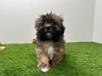 Nestje Lhasa Apso pups, Parvo, België, Overige rassen, 8 tot 15 weken