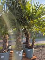 Palmboom Trachycarpus Fortunei, Enlèvement, Ombre partielle, Palmier