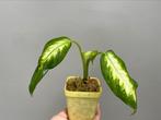 Dieffenbachia ‘Camilla’, Maison & Meubles, Plantes d'intérieur, Ombre partielle, En pot, Plante verte, Moins de 100 cm