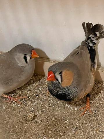 Kweekkoppel Bleekrug split Charcoal oranjeborst zebravinken beschikbaar voor biedingen