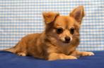 Supermooie kruising Chihuahua x Corgi pup!, Dieren en Toebehoren, Honden | Niet-rashonden, CDV (hondenziekte), Klein, Buitenland