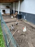 Legkippen, Dieren en Toebehoren, Geslacht onbekend, Kip