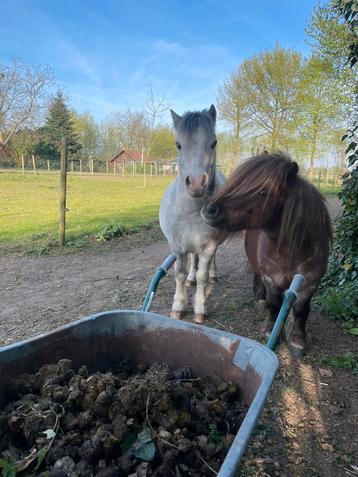 Paardenmest gratis op te halen, Tuin en Terras, Aarde en Mest, Ophalen, Mest