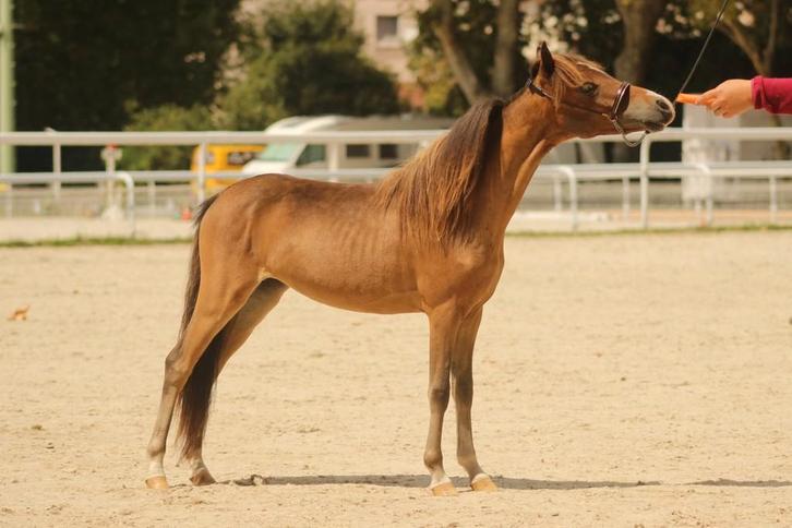 Miniatuurpaard merrie 2 jaar, Animaux & Accessoires, Poneys, Jument, 0 à 2 ans, Avec pedigree, Avec puce électronique, Vermifugé