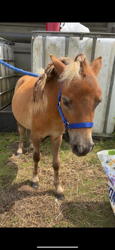Mini paardje macho️, Dieren en Toebehoren, Pony's, Hengst