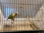 Pyrrhura, Dieren en Toebehoren, Vogels | Parkieten en Papegaaien, Geringd