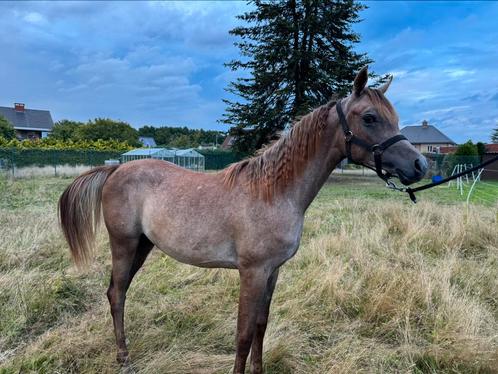 1,5 jarige Arabier hengst, Dieren en Toebehoren, Paarden, Hengst