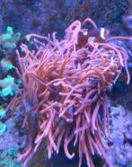 Grote rode tepel anemoon, Dieren en Toebehoren, Gevuld zeewateraquarium, Zo goed als nieuw, Ophalen