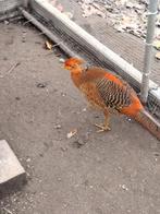 Goudfazant, Dieren en Toebehoren, Pluimvee, Mannelijk, Overige soorten