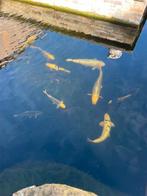 koi vissen, Dieren en Toebehoren, Vissen | Vijvervissen, Karper of Koi