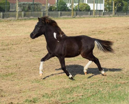 Amha jaarling hengst, Dieren en Toebehoren, Paarden en Pony's | Dekhengsten en Fokmerries, Hengst