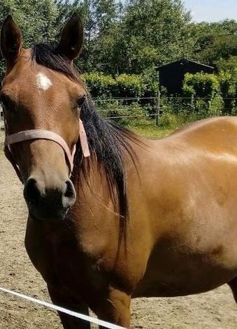 Lieve arabische merrie, als gezelschapsmaatje, wandelpaard  beschikbaar voor biedingen