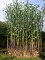 Triarrhena  lutarioriparia, Ophalen of Verzenden, Vaste plant