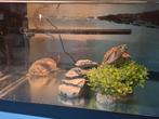 2 Musk waterschildpadden, Dieren en Toebehoren, Reptielen en Amfibieën | Toebehoren, Ophalen