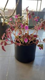 Plante d'intérieur avec pot noir, Huis en Inrichting, Kamerplanten, Ophalen, Overige soorten, Halfschaduw, In pot