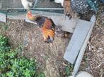 Brahma haan, Dieren en Toebehoren