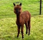 Mooie kleine merrie alpaca 2023 gedekt, Dieren en Toebehoren, Overige Dieren, Vrouwelijk