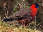 Gezocht tragopan satyr haan en kuifkwarteld, Dieren en Toebehoren