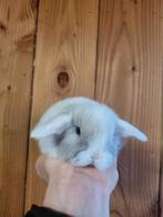 Prachtig nederlands dwerg hangoortje voedster met blauwe oge