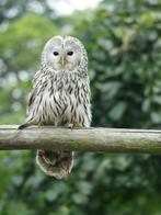 Oeral van 2023, Dieren en Toebehoren, Vogels | Overige Vogels, Mannelijk, Roofvogel, Geringd
