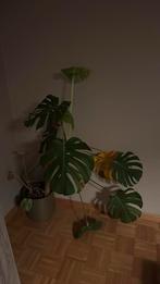 Grote monsteraplant, Ophalen