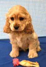 Supermooie Amerikaanse cocker pups!, Dieren en Toebehoren, Honden | Retrievers, Spaniëls en Waterhonden, 15 weken tot 1 jaar, Reu