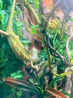 Kameleon mannetje, Dieren en Toebehoren