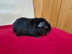 Jong US teddy cavia beertje, Dieren en Toebehoren, Knaagdieren, Cavia, Tam