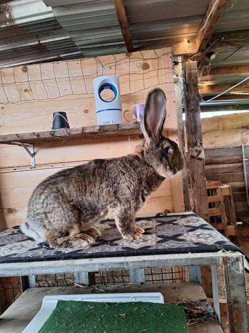 Vlaamse reuzen blauwe weners zilvers en een kleurdwerg, Animaux & Accessoires, Lapins