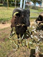 Quessant bokje te koop, Dieren en Toebehoren, Mannelijk, Schaap, 0 tot 2 jaar