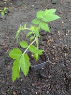 Tomaat Planten | Money Maker, Ophalen