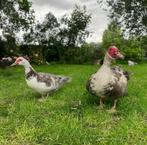 Koppel barberie eenden, Meerdere dieren, Eend