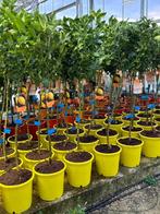 Magnifiques agrumes orangers, mandariniers, citronniers 39€, Tuin en Terras, Planten | Bomen, In pot, Ophalen of Verzenden