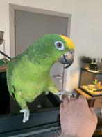 Amazone 5 maand met kooi 🦜💚, Animaux & Accessoires, Oiseaux | Perruches & Perroquets, Sexe inconnu, Perroquet, Domestique
