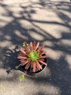 Sempervivum arachnoidea, Tuin en Terras, Ophalen, Winter